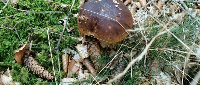 La Passerelle - champignons